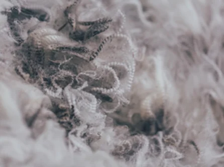 Benefits And Features Of Merino Wool Ortovox