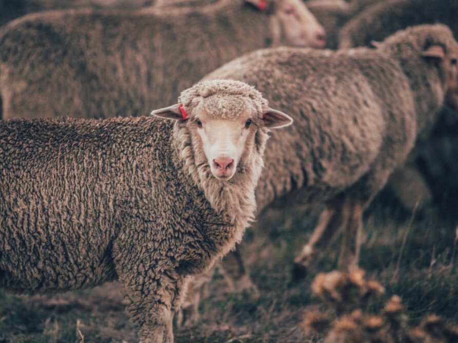 MERINO SHEEPS  MERINO SHEEPS