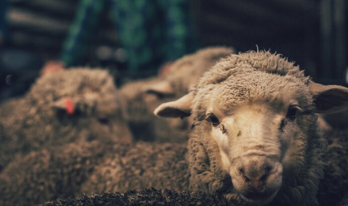 MERINO SHEEP  MERINO SHEEP