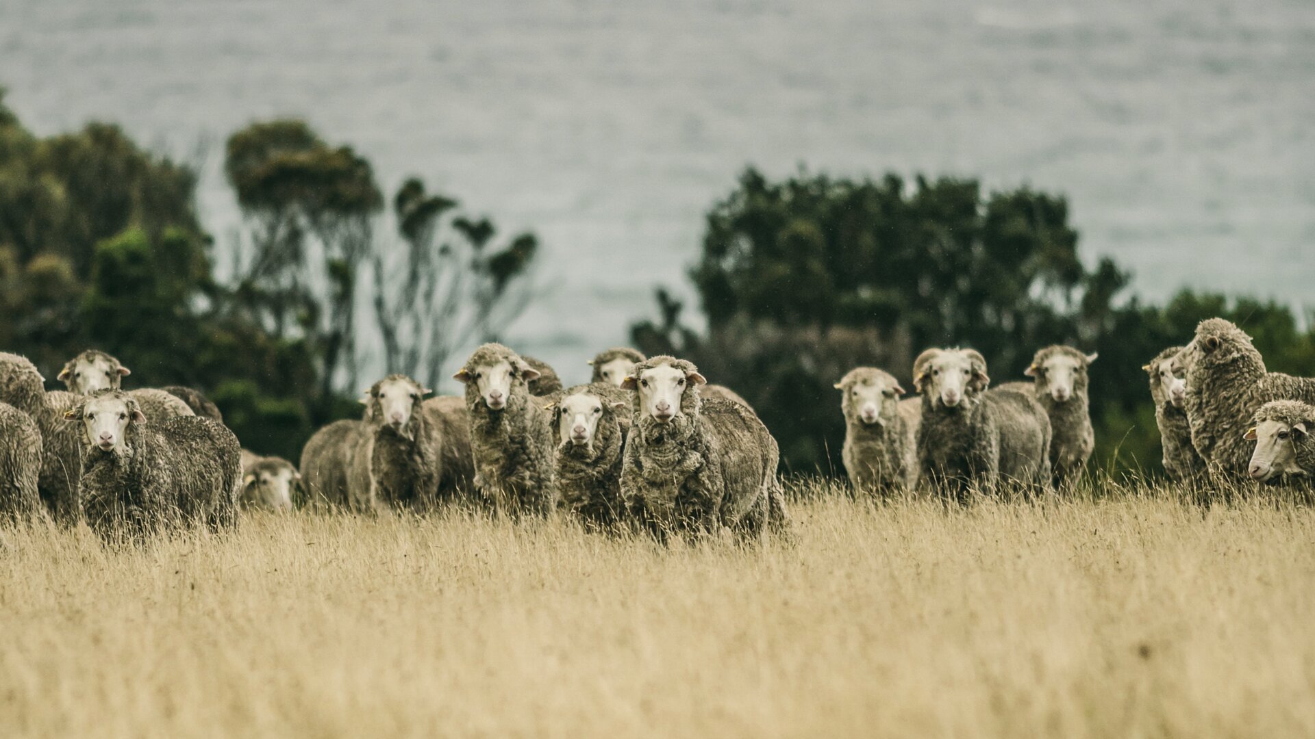 Qu'est-ce que la laine mérinos et d'où vient-elle ?