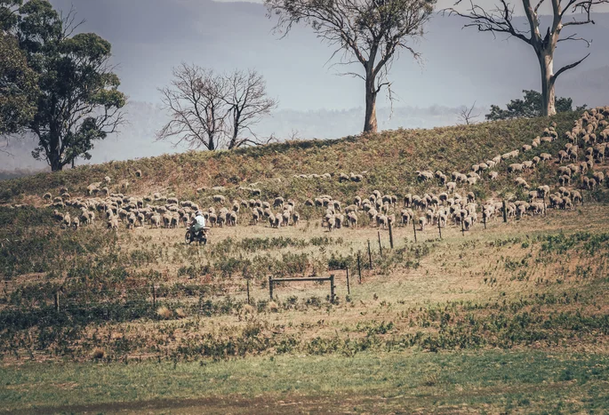 Visit Different Merino Sheep Farms In Tasmania Ortovox